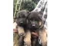 فروش توله سگ های ژرمن شولاین (شیب دار _ بلک فیس)