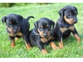 فروش توله سگ دوبرمن لپ آویزون (پدر مادر دار اصیل) - مادر رنگ