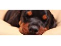 فروش مولدهای عالی سگ دوبرمن محدود ( حاضر و آماده) - مولدهای تولید گاز