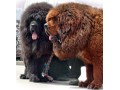 انواع سگ های تبت ماستیف دایناسور نر و ماده - بول ماستیف