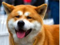 Icon for فروش توله سگ های آکیتای ژاپنی(خالص _ اصل _ عالی)