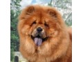 Icon for فروش مولدهای بی نظیر عالی سگ چاو چاو زینتی_ نگهبان