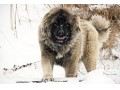 فروش مولدهای خرس _ سگ قفقازی شکارچی - مولدهای برق بادی