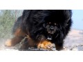 فروش مولدهای سگ های تبت ماستیف دایناسور  - مولدهای برق بادی