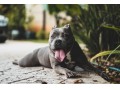 Icon for فروش انواع سگ های  پیت بول امریکن