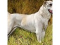 انواع سگ گله ی نر و ماده ی سرابی - سرابی