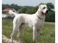 فروش انواع سگ آلابای روس نگهبان قدرتمند  - چسب زن قدرتمند
