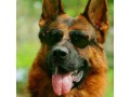 سگ ژرمن حرفه ای شولاین آماده نگهبانی آموزش دیده - دکل نگهبانی