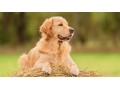 سگ توله گلدن رتریور مراقب - مراقب بالینی