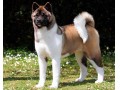 توله آکیتا سگ زیبای باهوش اصیل - آکیتا