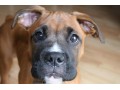 Icon for فروش انواع سگ های باکسر بی باک نگهبان خانواده
