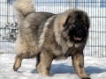 سگ غول پیکر قفقاز - پیکر تراشی