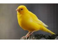 Icon for آموزش پرورش پرندگان زینتی