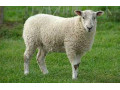 Icon for آموزش پرورش گوسفند