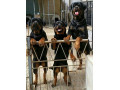 سگ روتوایلر_سگ نگهبان اصیل و آموزش دیده برای فروش