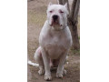 فروش سگ دوگو آرژانتینو دوست وفادار با زیبایی ناب