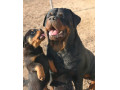 فروش سگ روتوایلر دوست وفادار با هیکلی عضلانی - دوست یابی با شماره تماس تلفن