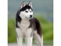 سگ هاسکی خوشگل و چشم رنگی - خوشگل و اصیل