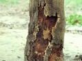 سم پیشگیری از گومز درختان پسته - پیشگیری از خطر