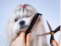 جذب آرایشگر حیوانات خانگی - آرایشگر حرفه ای شیتزو