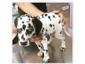 توله و مولد سگ دالمیشن(dalmatian) - مولد ازن
