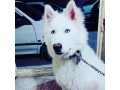 سگ هاسکی white رنگ خاص و کمیاب - White Abasabad Travertine
