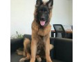 فروش توله 60 روزه سگ ژرمن شولاین با تراکم - تراکم 1500