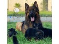 سگ نگهبان و راهنمای باهوش ژرمن شپهرد - باهوش ترین سگ