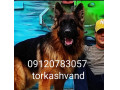 فروش سگ گارد ژرمن شپرد در تهران و کرج
