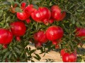 فروش عمده انواع نهال میوه از بزرگترین نهالستان کشور - نهالستان کرج