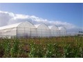  تولید نایلون کشاورزی نایلون عریض گلخانه ای UV دار  - چاپ عریض