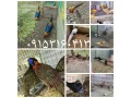 فروش قرقاول و طاووس  - تخم بارور طاووس