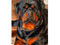 Icon for فروش سگ روتوایلر.قیمت سگ روتوایلر.سگ