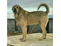 خرید و فروش سگ عراقی پژدر بالغ - تیر چراع برق عراقی
