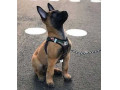 توله مالینویز مناسب برای اموزش سگ پلیس - پلیس اسپانیا