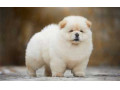AD is: خرید سگ چاوچاو سفید توله،سگ پشمالوی سفید چاوچاو