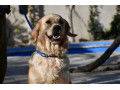 سگ رتریور با موی طلایی و جذاب - جذاب ترین سینه دنیا