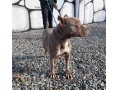 سگ باوقار و بسیار زیبای پیتبول - پیتبول امریکن اصیل
