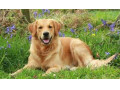 سگ گلدن رتریور (گلدن رتریور Golden Retriever) - Golden MapViewer 5 for Windows