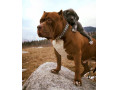 توله سگ های بسیار زیبای پیتبول - پیتبول امریکن اصیل