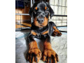فروش سگ های باهوش و کنجکاو دوبرمن - باهوش ترین سگ جهان