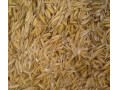 فروش عمده سبوس  و خاکستر سبوس برنج (Ash Rice )  - سبوس