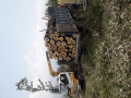 فروش صنوبر قطر بالا - چوب جنگلی راش و صنوبر
