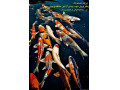 فروش عمده ماهی کوی باله بلندوپوست چرم شرکت زیست آزما با قیمت استثنایی - باله آ