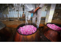 گلاب ممتاز کاشان محصول اردیبهشت ۱۴۰۰ - تور اردیبهشت ماه