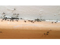 سمپاشی مورچه - سم ضد مورچه