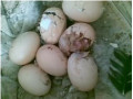 فروش انواع تخم نطفه دار کاکادو-ماکائو با تخفیف ویژه - ماکائو بلیط