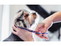 آموزش آرایش حیوانات خانگی - آرایش لب ها