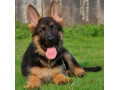 فروش سگ نژاد ژرمن شپرد اصیل ، با کیفیت فوق العاده ، واکسینه و انگل تراپی شده - انگل شناسی پزشکی