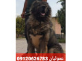 Icon for فروش تخصصی انواع سگ قفقازی شاه پسند